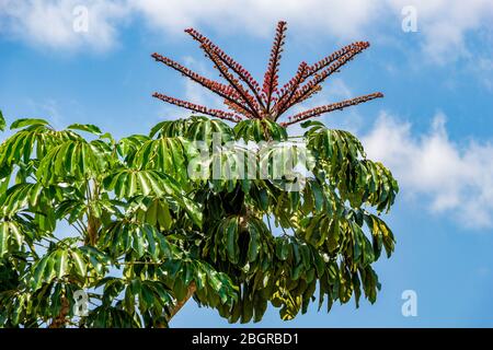 Arbre ombrelle australien alias octopus (Schefflera actinophylla) avec fleurs rouges - Davie, Floride, États-Unis Banque D'Images