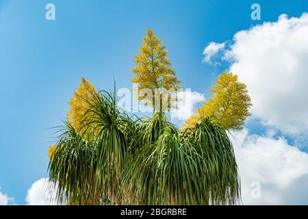 Palmier à queue de cheval alias pied d'éléphant (Beaucarnea recurvata) avec fleurs jaunes - Pembroke Pines, Floride, États-Unis Banque D'Images