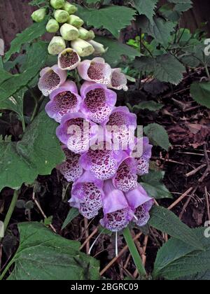 Fleur sauvage pourpre et blanche, Digitalis, foxgants, Digitalis purpurea Banque D'Images