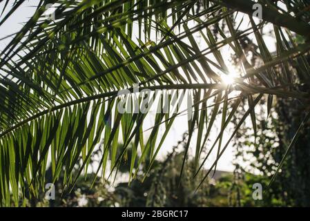 Feuilles de palmier avec soleil brillant à travers les feuilles vertes Banque D'Images