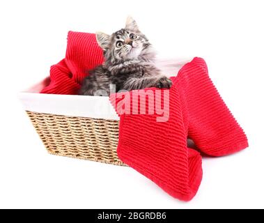 Magnifique chaton dans un panier en osier, isolé sur blanc Banque D'Images