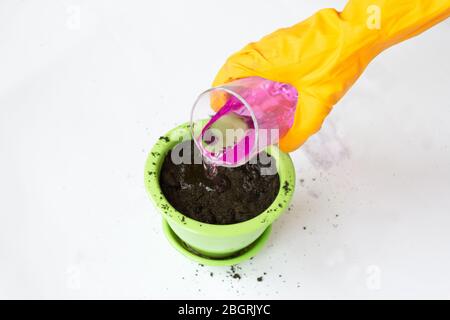 Maison jardinage, plantation de semences de plantes. Banque D'Images