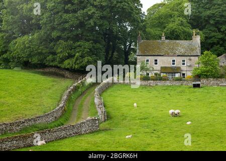 Pacage de moutons dans les prairies et les murs de pierre sèche dans le Yorkshire Dales à Smardale Gill, Angleterre Banque D'Images