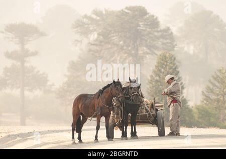 Villa Pehuenia, Argentine -17 janvier 2014: Chariot en bois de cheval avec deux chevaux descendant une route de terre avec des arbres d'araucaria en arrière-plan. Banque D'Images