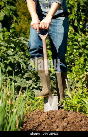 Homme creusant dans le jardin de lotissement un jour de printemps ensoleillé. Prise en format portrait. Banque D'Images