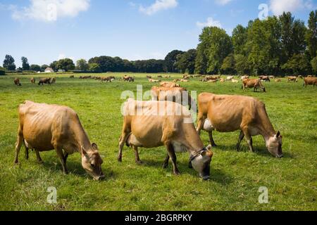 Troupeau laitier traditionnel de couleur marron clair de bétail de Jersey pacage dans les prés, Jersey, Channel Isles Banque D'Images