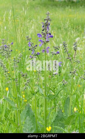 Pré au printemps avec fleurs de pré Banque D'Images