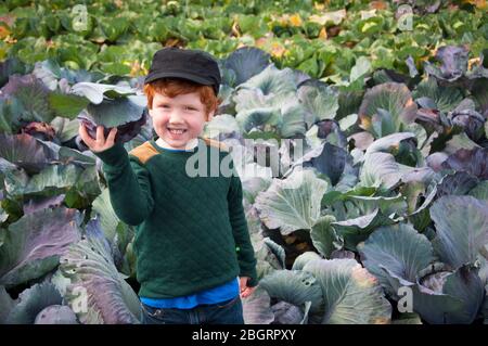 Jeune garçon cueillant un chou dans une plaque végétale à une ferme de cueillette. Banque D'Images