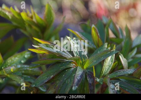 Feuille verte humide après la pluie printanière. Prise de vue macro. Eau sur les plantes. Banque D'Images
