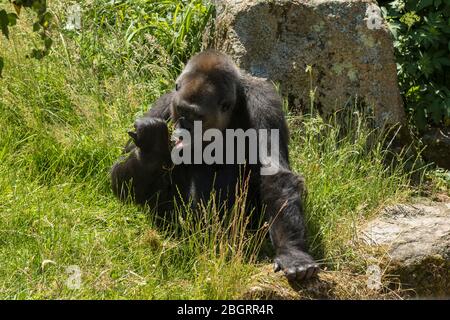 Gorilla des basses terres mâles de l'Ouest, Gorilla gorilla, se nourrissant au zoo de Jersey - Durrell Wildlife conservation Trust, Channel Isles Banque D'Images