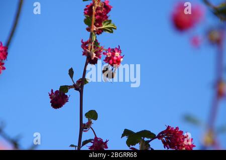 Abeille sur fleurs fleuries dans le jardin. Printemps dans le verger. Prise de vue macro. Banque D'Images
