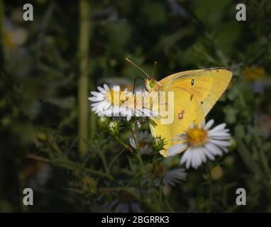 Un papillon à soufre orange se nourrissant sur quelques marguerites blanches dans un pré de Pennsylvanie Banque D'Images