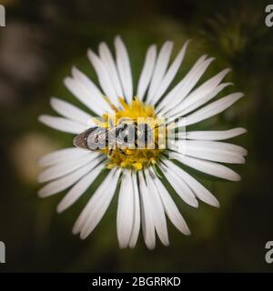 Une abeille sueur dans un pré d'été se nourrit d'une Marguerite blanche avec un centre jaune Banque D'Images