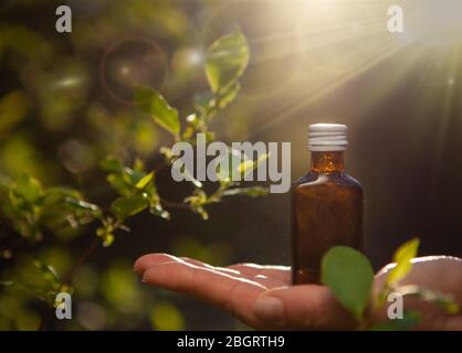 Huiles essentielles et herbes de fleurs médicales. Cosmétiques naturels et huile essentielle aromatique. Banque D'Images