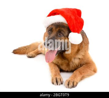 Drôle de joli chien dans chapeau de Noël isolé sur blanc Banque D'Images