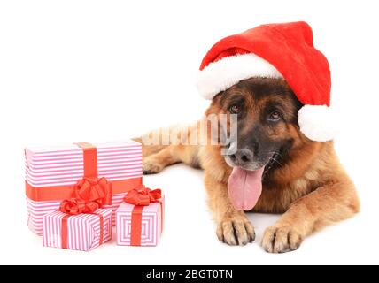 Drôle de joli chien dans chapeau de Noël avec des cadeaux isolés sur blanc Banque D'Images