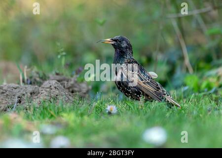 Starling commun (Sturnus vulgaris) avec une malformation de son bec à la recherche de nourriture sur un pré au printemps Banque D'Images