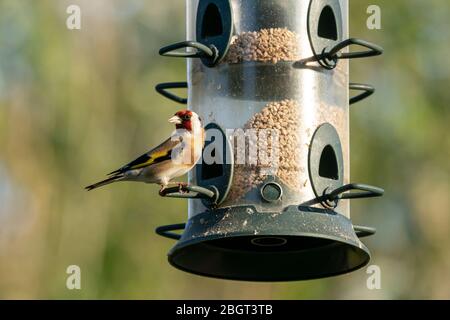 Le goldfinch européen (Carduelis carduelis) sur un oiseau de la charpe Banque D'Images