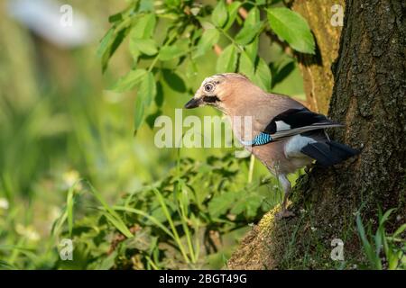 jay eurasien (Garrulus glandarius) assis sur le terrain Banque D'Images