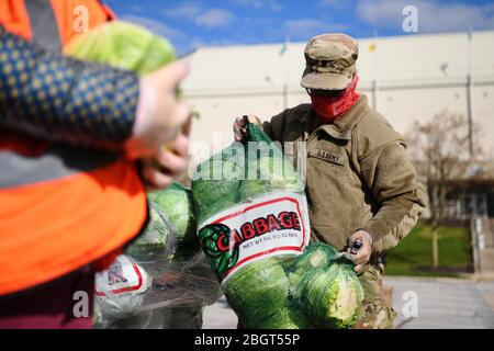 Les soldats de la Garde nationale de l'Ohio organisent des produits frais dans un garde-manger mobile du drive en réponse à COVID-19, pénuries alimentaires de coronavirus à l'Université d'État de Wright le 21 avril 2020 à Fairborn, Ohio. Banque D'Images