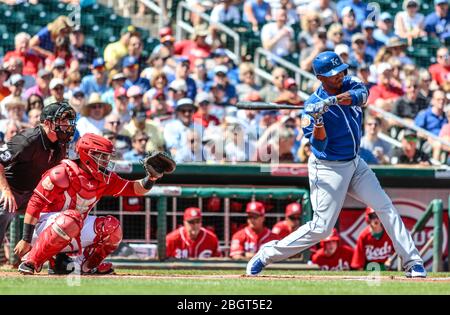 Alcides Escobar de los Reales de Kansas City ,durante el partido de entrenamiento de primavera 2016, entre Rojos de Cincinnati vs Reales de Kasas Cit Banque D'Images