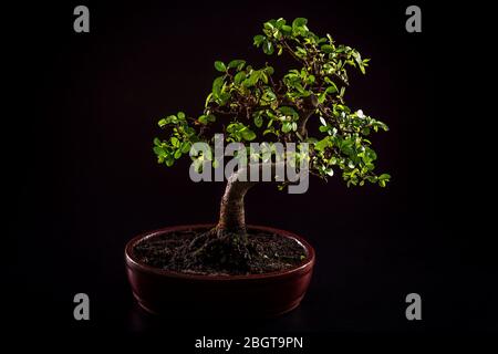 Arbre Bonsai isolé sur fond noir Banque D'Images