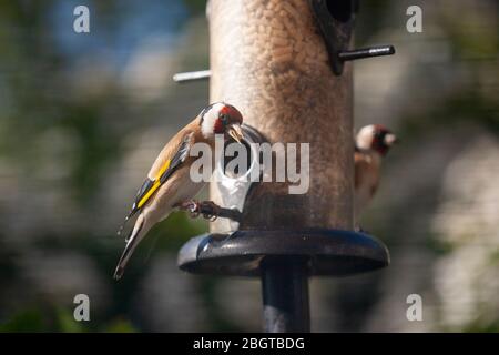 Paire de goldfinches, Carduelis Carduelis, perché sur un oiseau, Londres, Royaume-Uni Banque D'Images