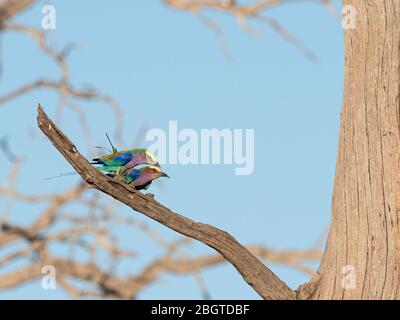 Rouleaux de joint lilas, Coracias caudatus, dans le parc national de Chobe, Botswana, Afrique du Sud. Banque D'Images