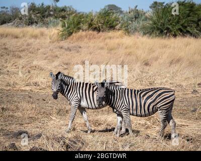 Zébra de plaines adultes, Equus quagga burchellii, dans le delta de l'Okavango, au Botswana. Banque D'Images