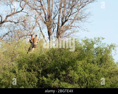 Girafe adulte du sud, Giraffa camelopardalis, dans le parc national de Chobe, au Botswana, en Afrique du Sud. Banque D'Images