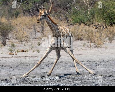 Une girafe adulte du sud, Giraffa camelopardalis, buvant dans un trou d'eau dans le Delta d'Okavango, Botswana, Afrique du Sud. Banque D'Images