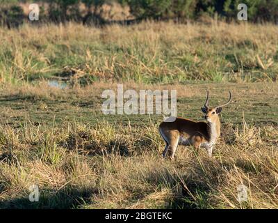 Adulte mâle rouge lechwe, Kobus leche, dans le parc national de Chobe, Botswana, Afrique du Sud. Banque D'Images