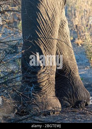 Éléphant d'Afrique, Loxodonta africana, détail des jambes dans le parc national de Chobe, Botswana, Afrique du Sud. Banque D'Images