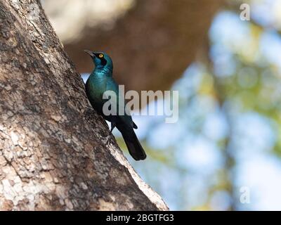 Adulte, plus grand étoile à l'aune bleu, Lamprotornis chalybaeus, dans le parc national de Chobe, Botswana, Afrique du Sud. Banque D'Images