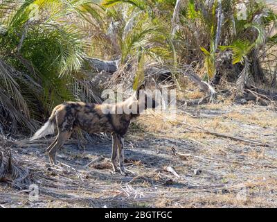 Chien sauvage adulte, Lycaon pictus, se reposant après une chasse dans le delta de l'Okavango, au Botswana, en Afrique du Sud. Banque D'Images