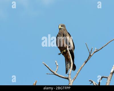 Cerf-volant adulte à bec jaune, Milvus aegyptius, sur le perch dans le Delta d'Okavango, Botswana, Afrique du Sud. Banque D'Images