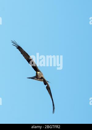 Cerf-volant adulte à facturation jaune, Milvus aegyptius, en vol dans le delta de l'Okavango, au Botswana, en Afrique du Sud. Banque D'Images