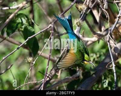 Un adulte à queue d'hirundineus, Merops, envol dans le parc national de Chobe, au Botswana. Banque D'Images