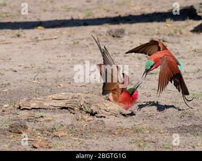 Des abeilles adultes du sud de la carmine, Merops nubicides, en confrontation dans le parc national de Chobe, au Botswana. Banque D'Images