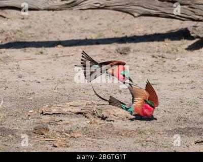 Des abeilles adultes du sud de la carmine, Merops nubicides, en confrontation dans le parc national de Chobe, au Botswana. Banque D'Images