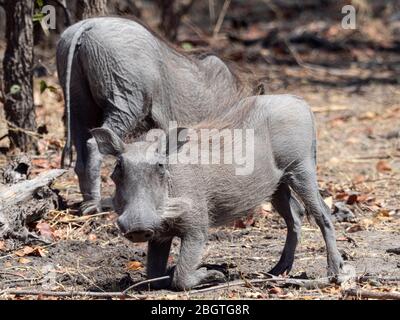 Femme adulte, nawthog commun, Phacochoerus africanus, dans le parc national de Chobe, Botswana, Afrique du Sud. Banque D'Images