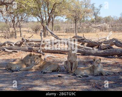 Fierté des lions, Panthera leo, se reposant à l'ombre dans le parc national de Chobe, Botswana, Afrique du Sud. Banque D'Images