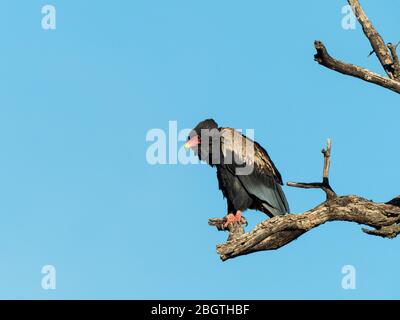 Un bateleur juvénile, Terathopius ecaudatus, dans le parc national de Chobe, au Botswana, en Afrique du Sud. Banque D'Images