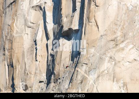 Athlète grimpant sur le Grand toit sur le nez, El Capitan, au lever du soleil