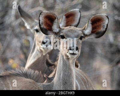 Femme grand kudu, Tragelaphus strepsiceros, dans le parc national de Chobe, Botswana, Afrique du Sud. Banque D'Images