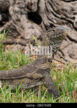 Un lézard adulte, Varanus niloticus, dans le parc national de Chobe, au Botswana, en Afrique du Sud. Banque D'Images