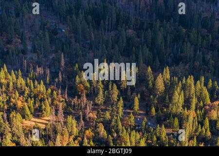 Vue sur la forêt de Yosemite Valley depuis le lever du soleil Banque D'Images