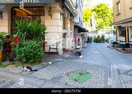 Deux chats errants sont accrochés autour d'un patio de café dans le quartier Sultanahmet d'Istanbul, en Turquie. Banque D'Images