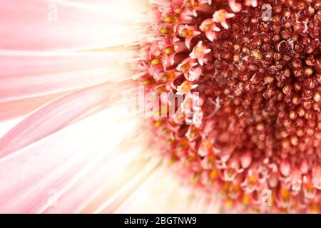 L'eau tombe sur les pétales de gerbera, gros plan Banque D'Images