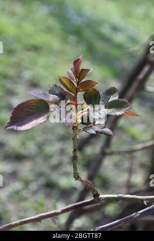 Une jeune pousse de feuilles de rose sur une branche verticale qui pousse d'une branche horizontale d'une rose Banque D'Images